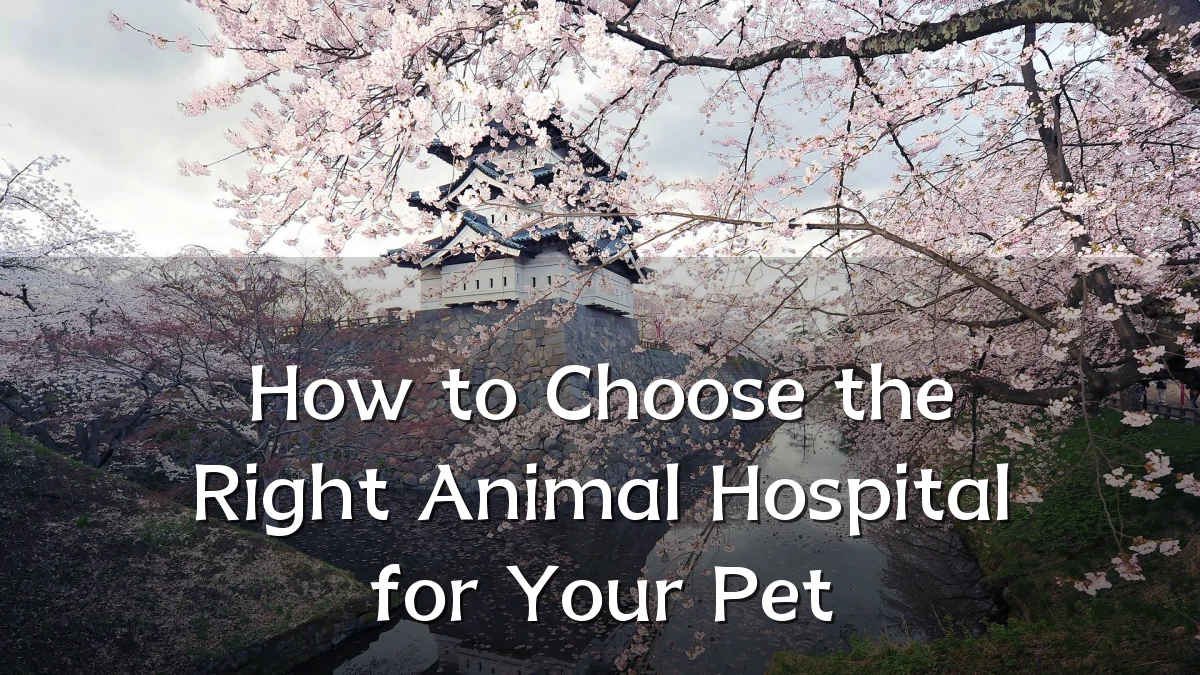 How to Choose the Right Animal Hospital for Your Pet